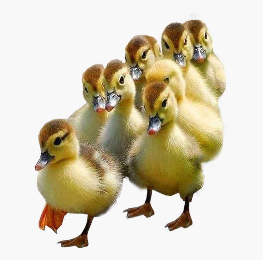 Ducklings Transparent Image Bird Image - Ducklings With Transparent Background, HD Png Download