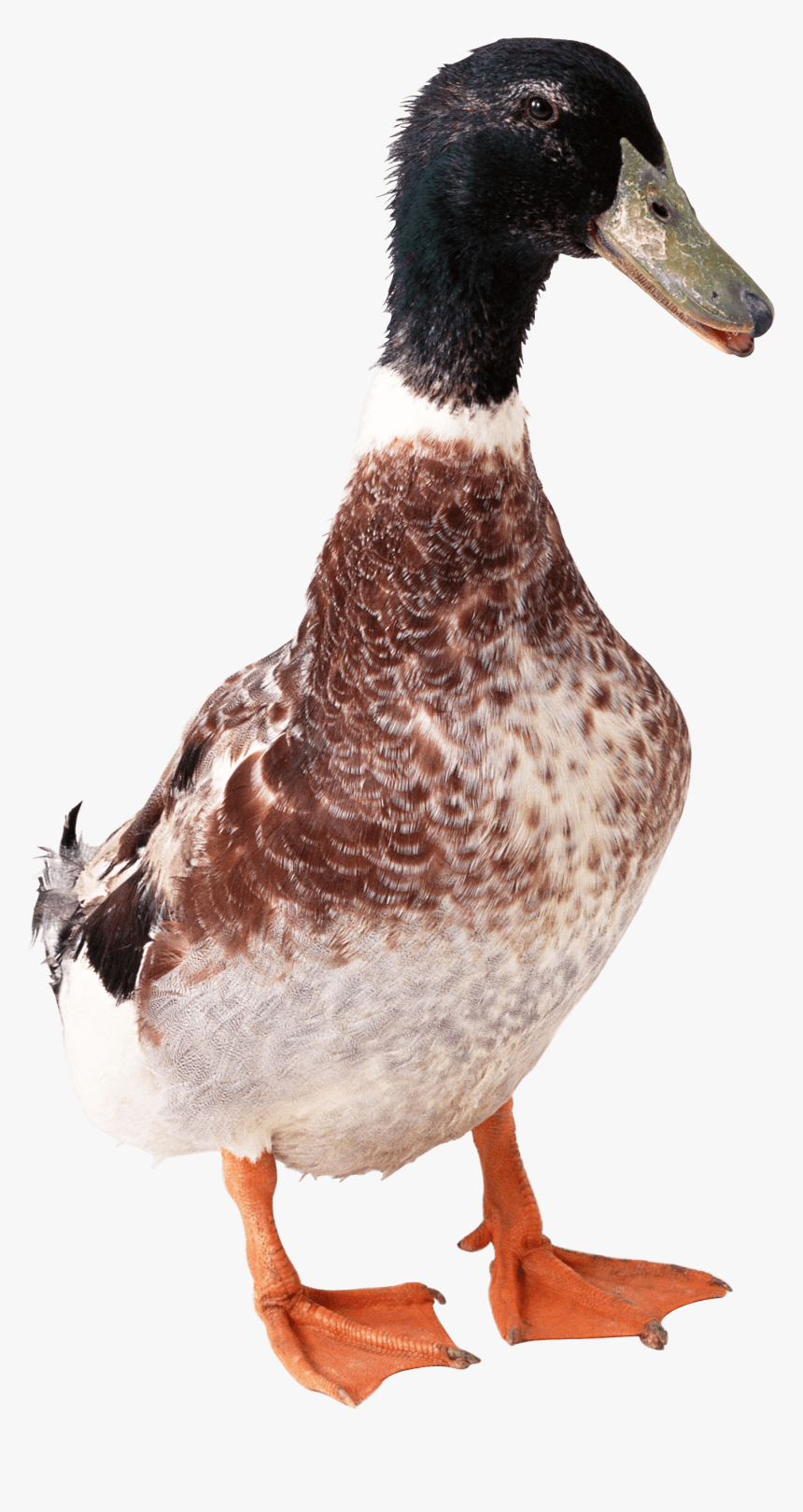 Duck Front Png, Transparent Png