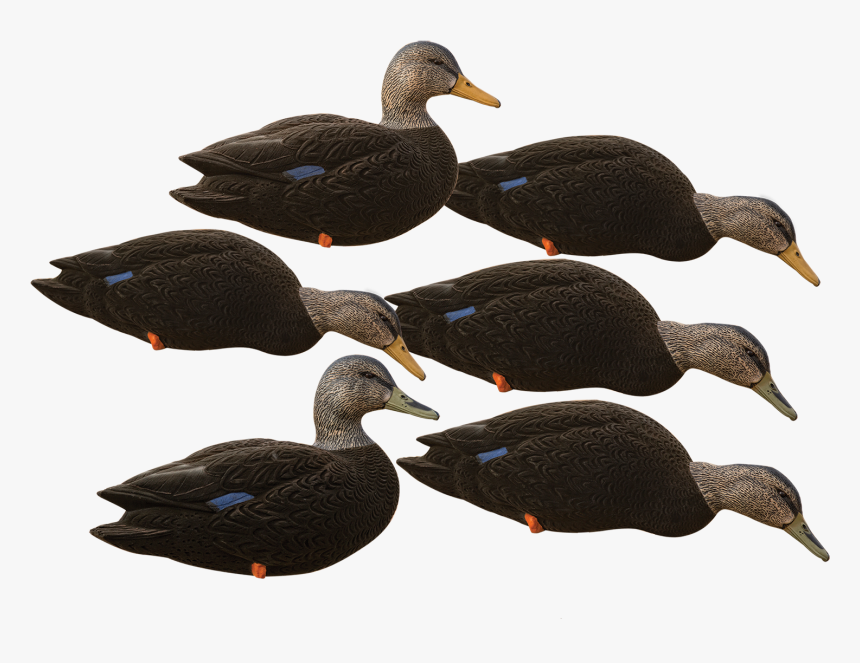 American Black Duck, HD Png Download