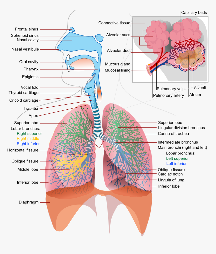 Diagram Of The Lungs - Science Respiratory System, HD Png Download