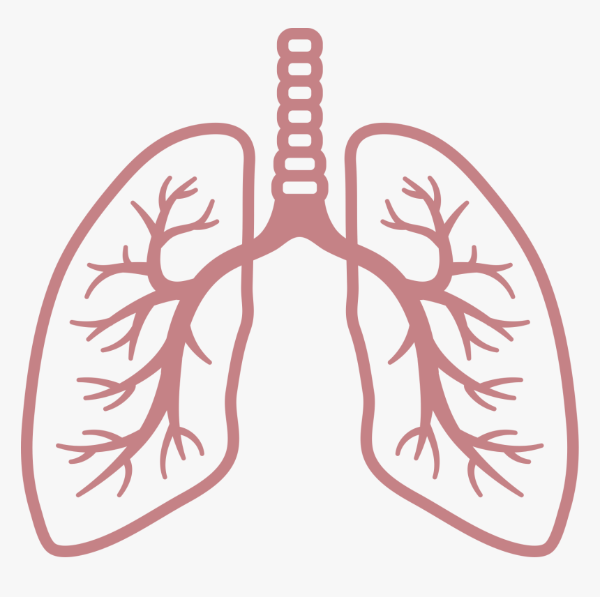 Lungs Png - Lung Png, Transparent Png