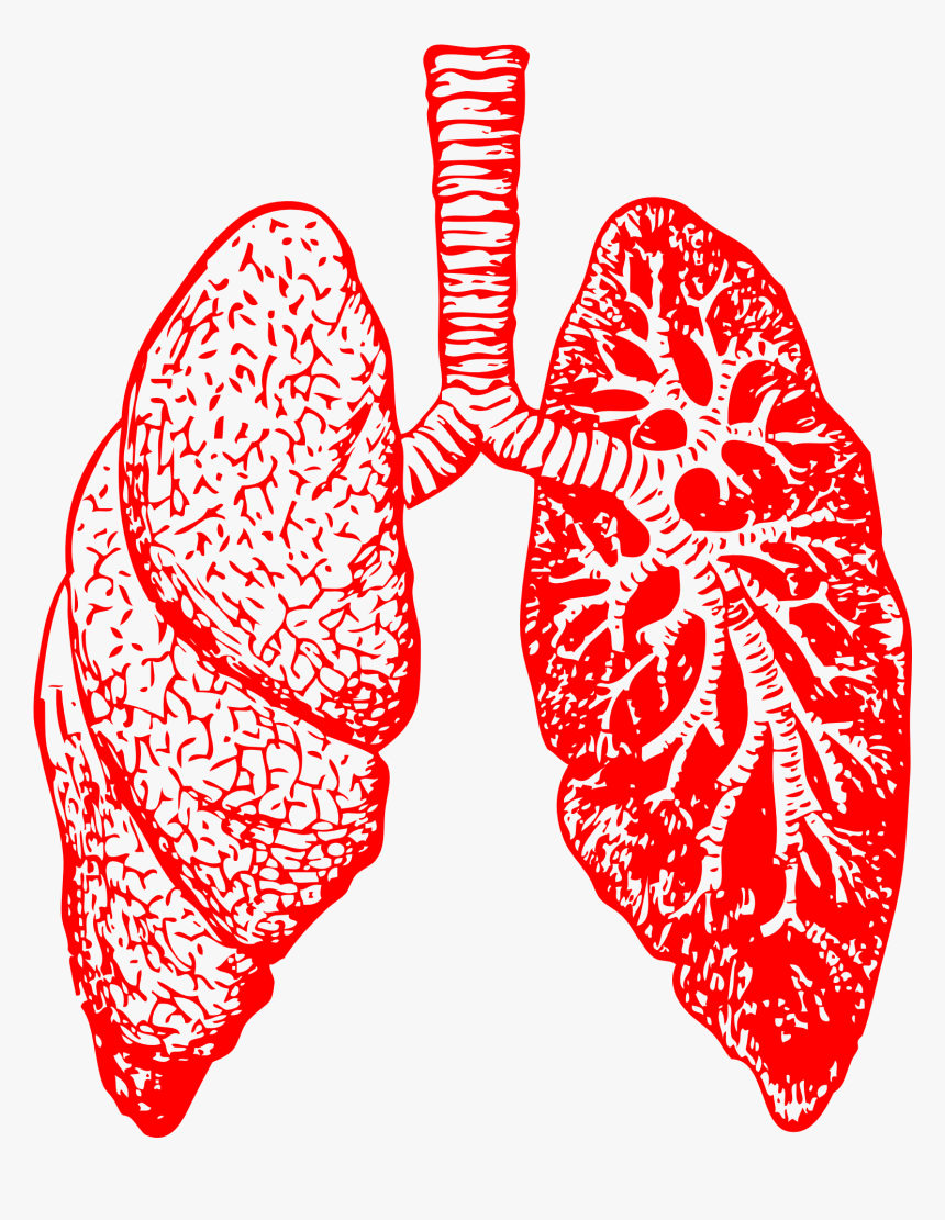 Lungs Png, Transparent Png
