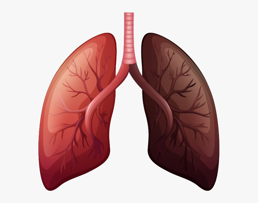 Lungs Png - Lung Cancer Before And After, Transparent Png