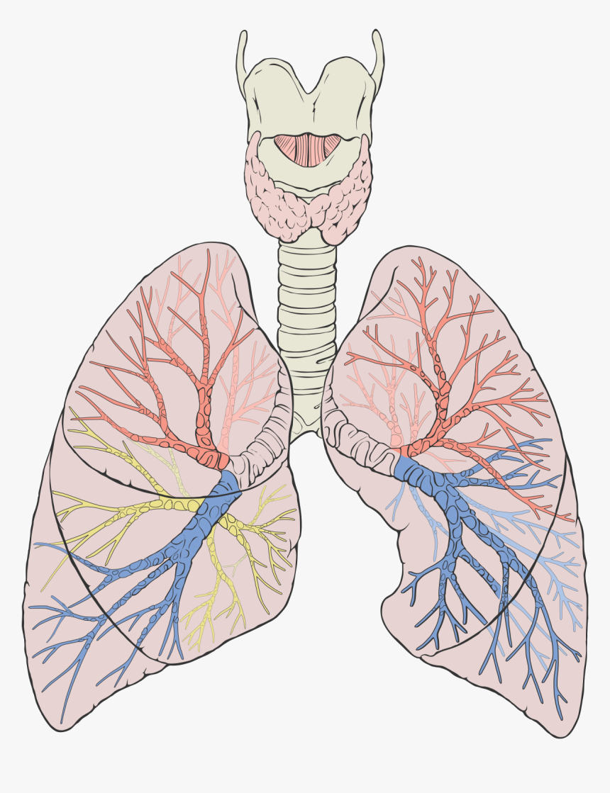 Lungs Diagram Png, Transparent Png