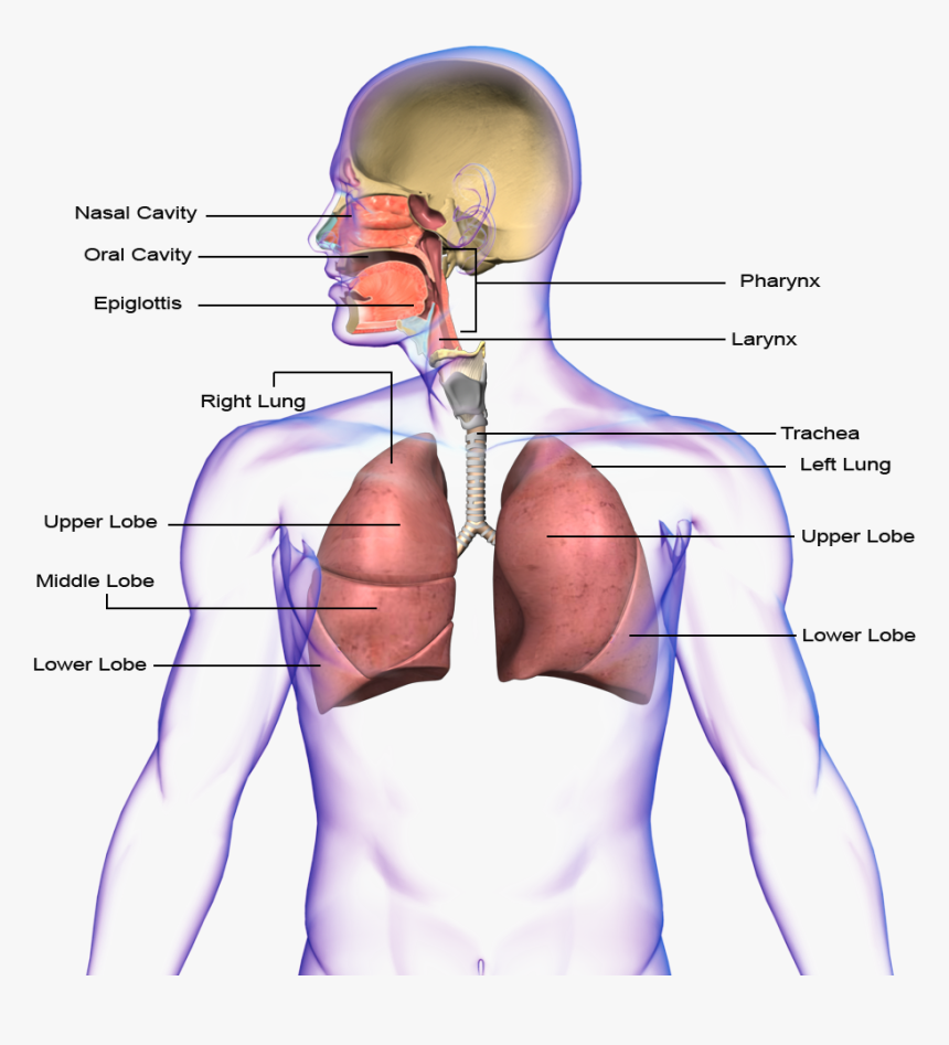 Png Transparent Images - Circulatory System And Respiratory System Transparent, Png Download