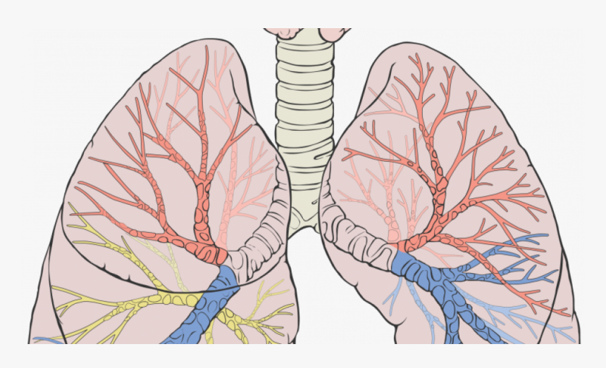 Remove Water In Lungs, HD Png Download