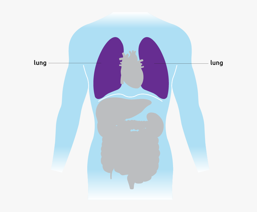 This Is Where The Lungs Are Situated In The Torso - Illustration, HD Png Download