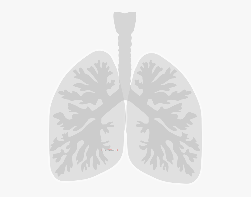 Lungs Clip Art, HD Png Download