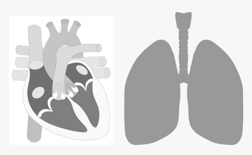 Heart-lung - Human Heart Parts Png, Transparent Png