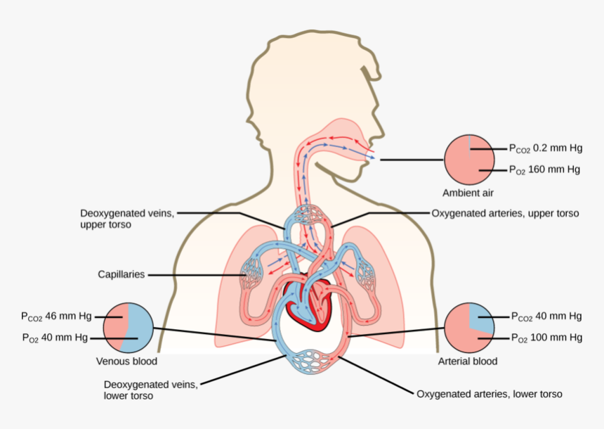 Flow Of Oxygen Through The Body, HD Png Download