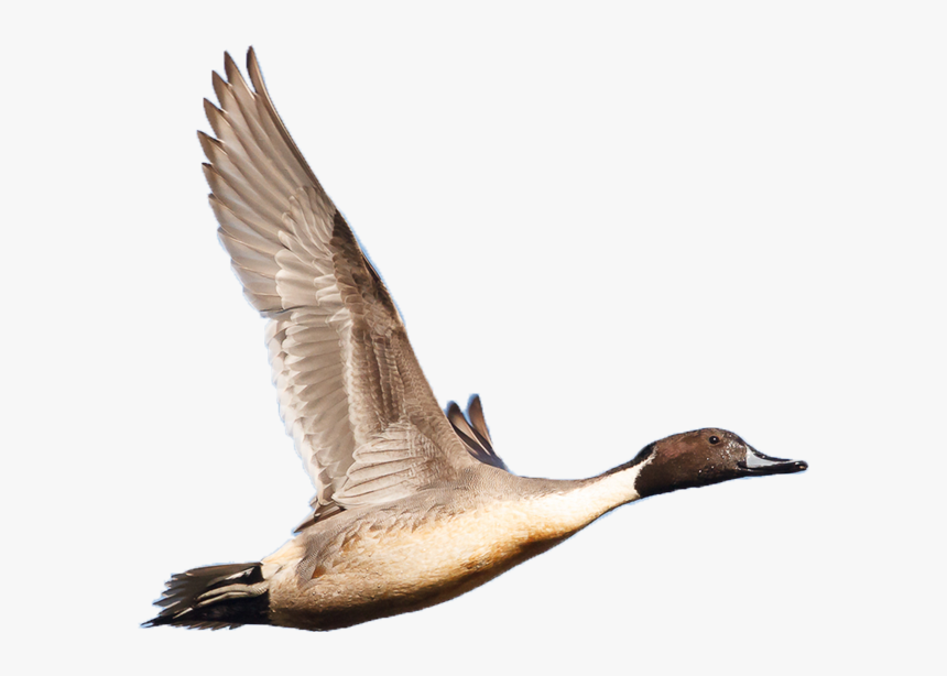 Wetland Birds Png, Transparent Png