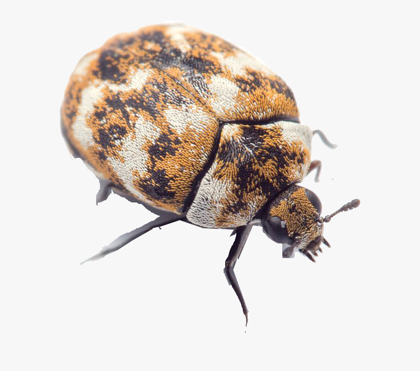 Bugs Png Free Image Download - Small White Beetles In House, Transparent Png
