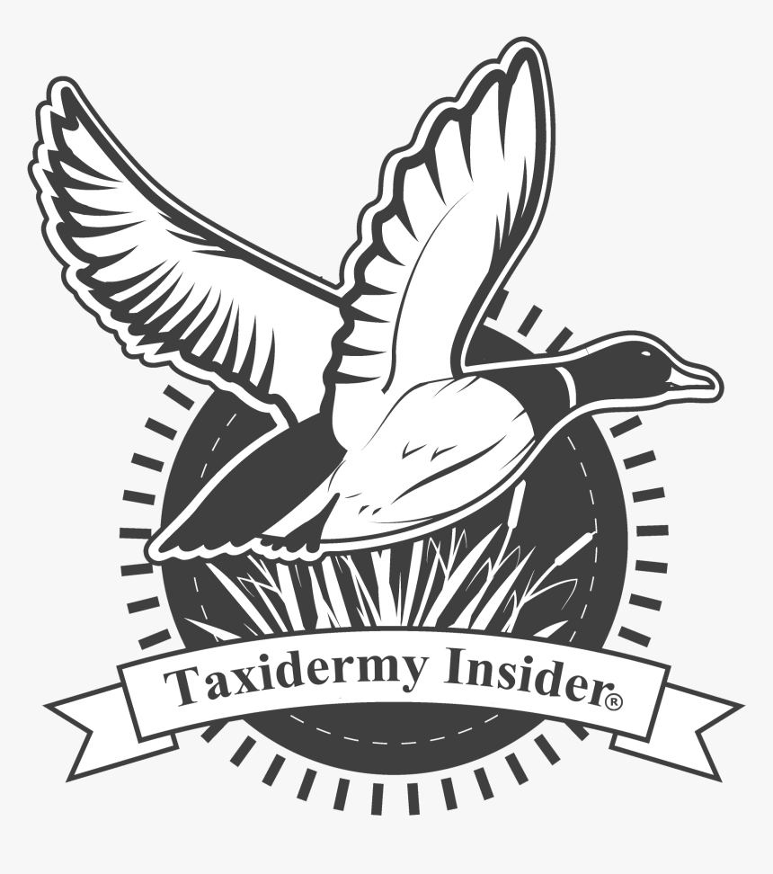 Waterfowl Hunting Duck Cocker Spaniel Deer Hunting - Duck Hunt Vector, HD Png Download