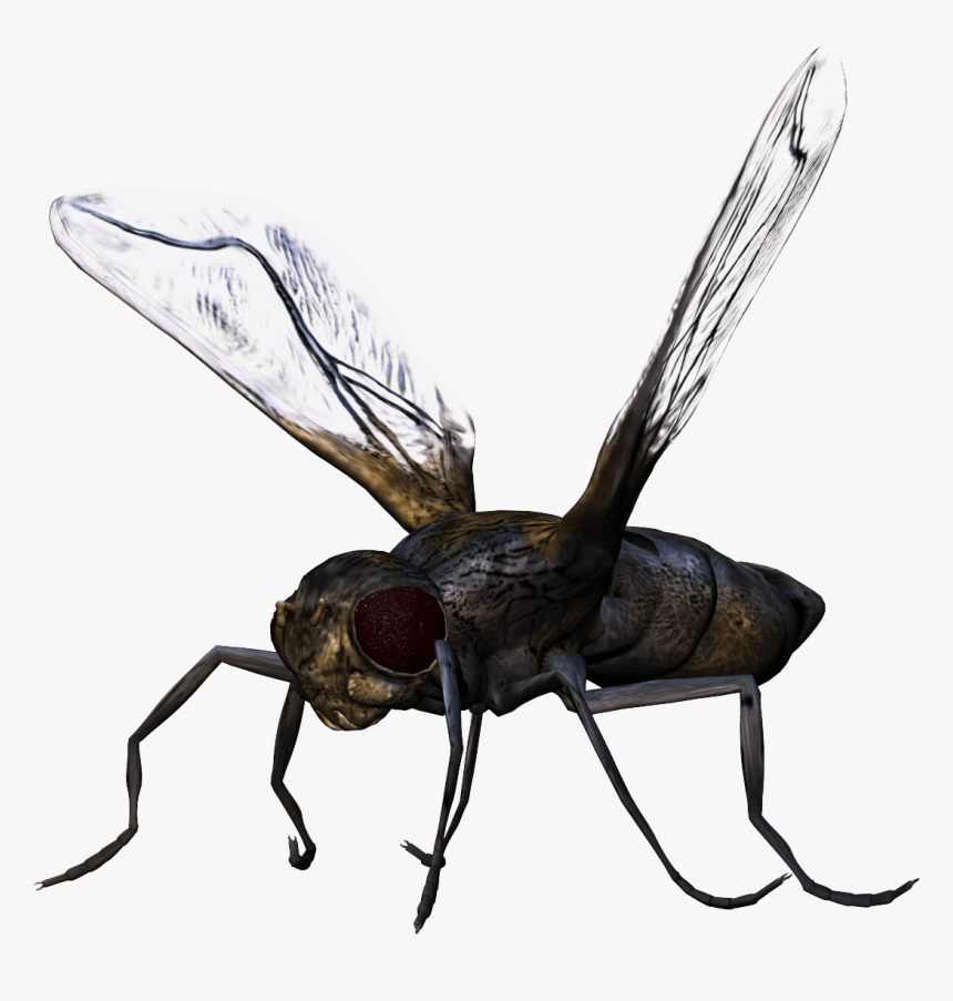 Bug Png, Transparent Png