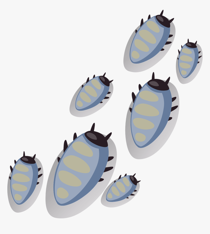 Bugs, Beetles, Ticks, Insect, Insects, Parasite, Bug - Insect, HD Png Download