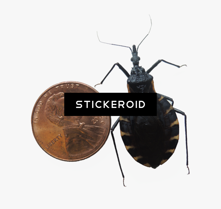 Bugs Png - Bug Insects - Net-winged Insects, Transparent Png