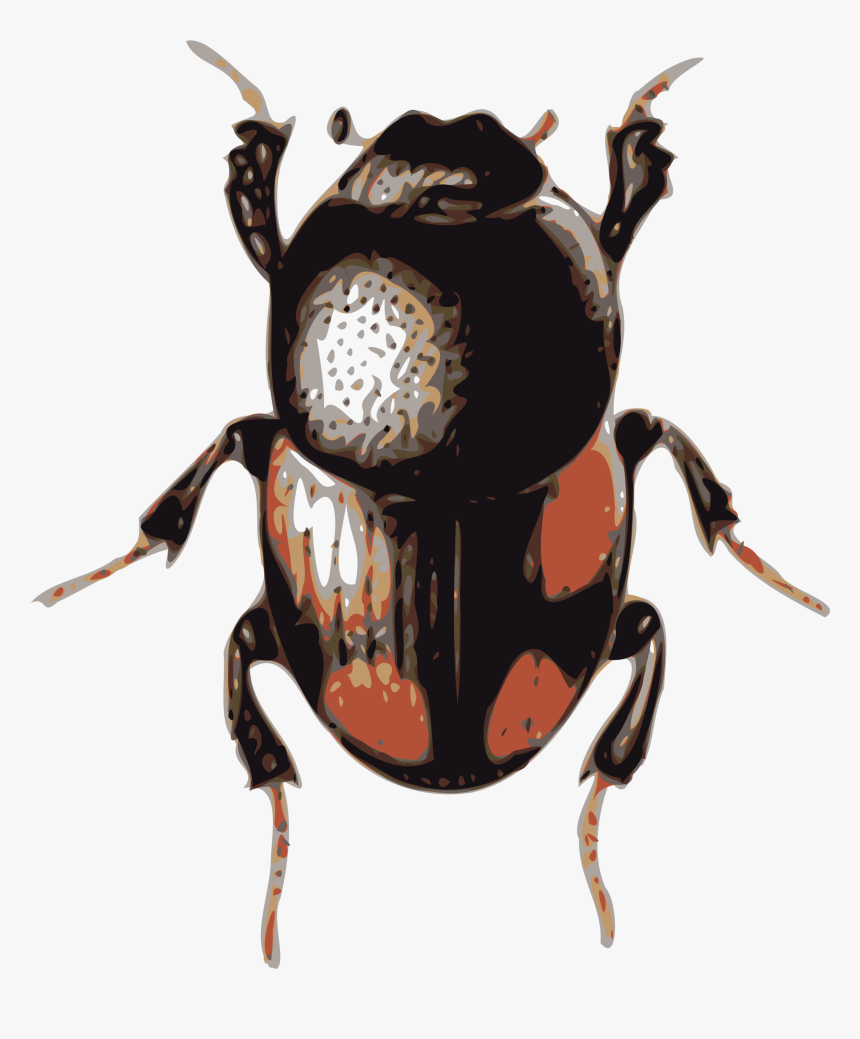 Volkswagen Beetle Clip Art - Beetle Clipart, HD Png Download
