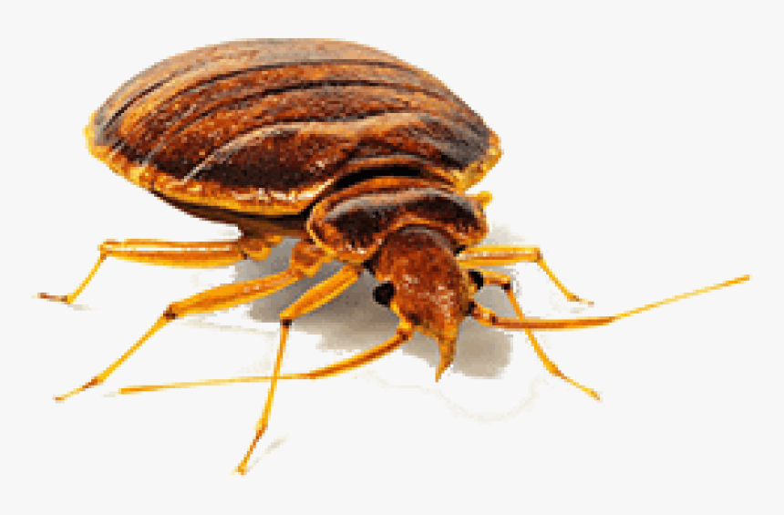 Bed Bugs Transparent Background, HD Png Download