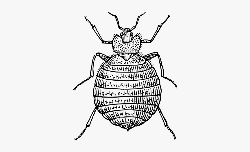 Bed-bugs - Outline Image Of Bed Bug, HD Png Download