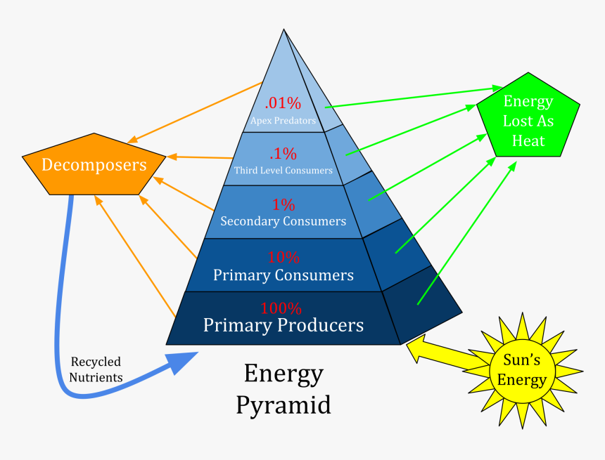 Levels Of Energy Pyramid, HD Png Download