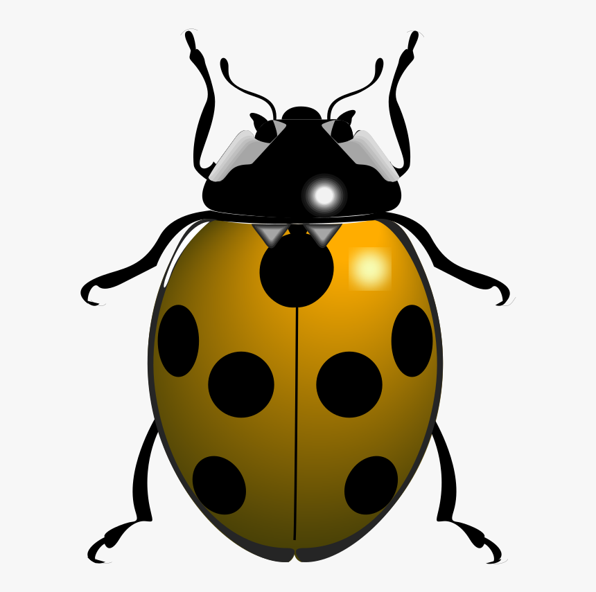 Transparent Bugs Clipart - Things Beginning With The Letter L, HD Png Download