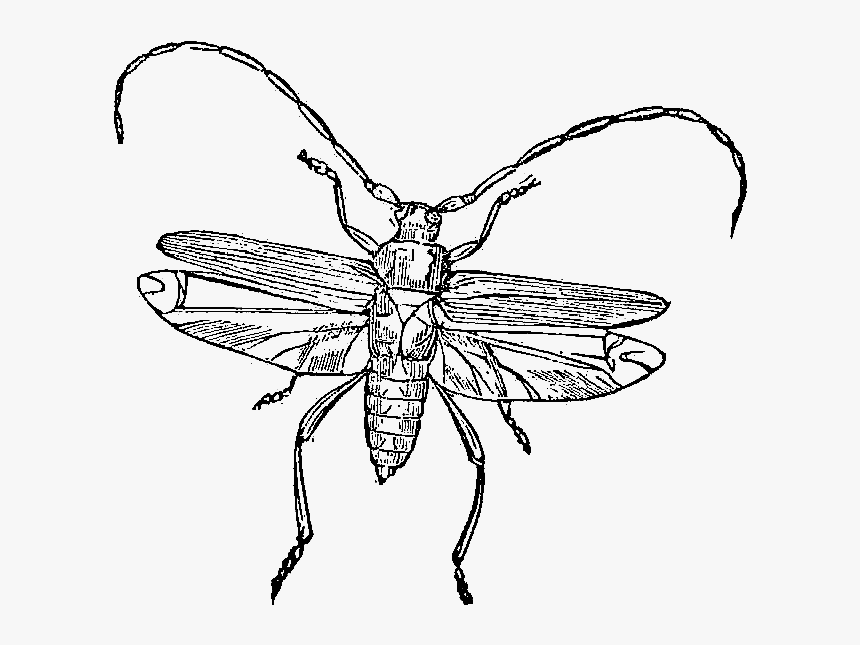 Net-winged Insects, HD Png Download