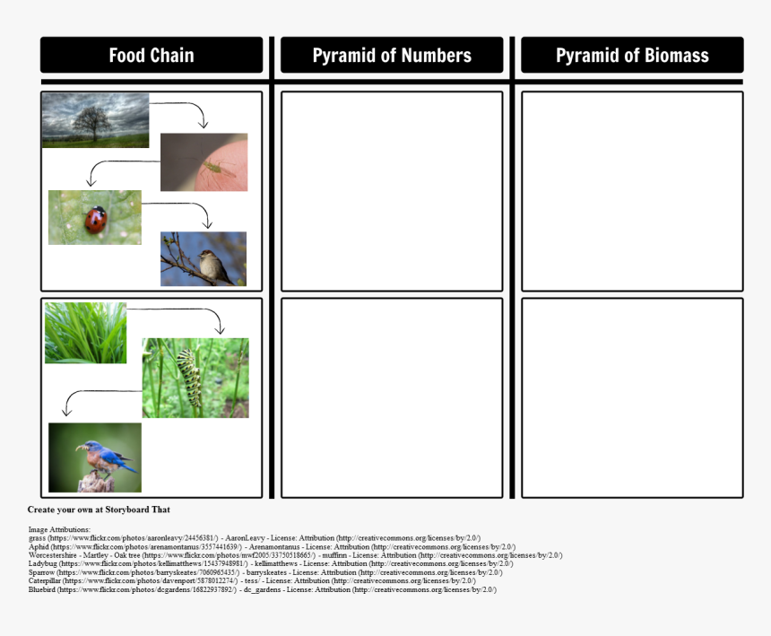 Pyramid Of Numbers And Pyramid Of Biomass, HD Png Download