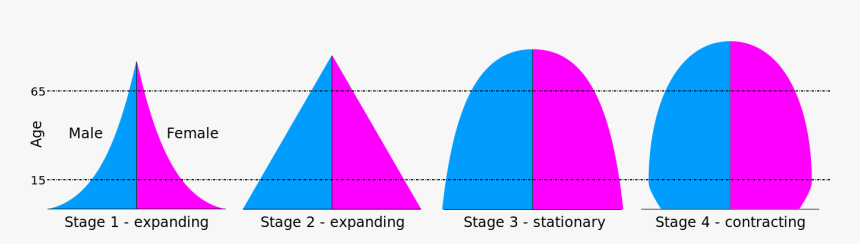 4 Types Of Population Pyramids Pdf, HD Png Download