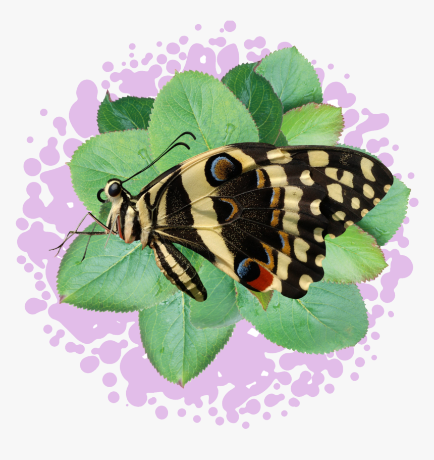 Bugs Png, Transparent Png