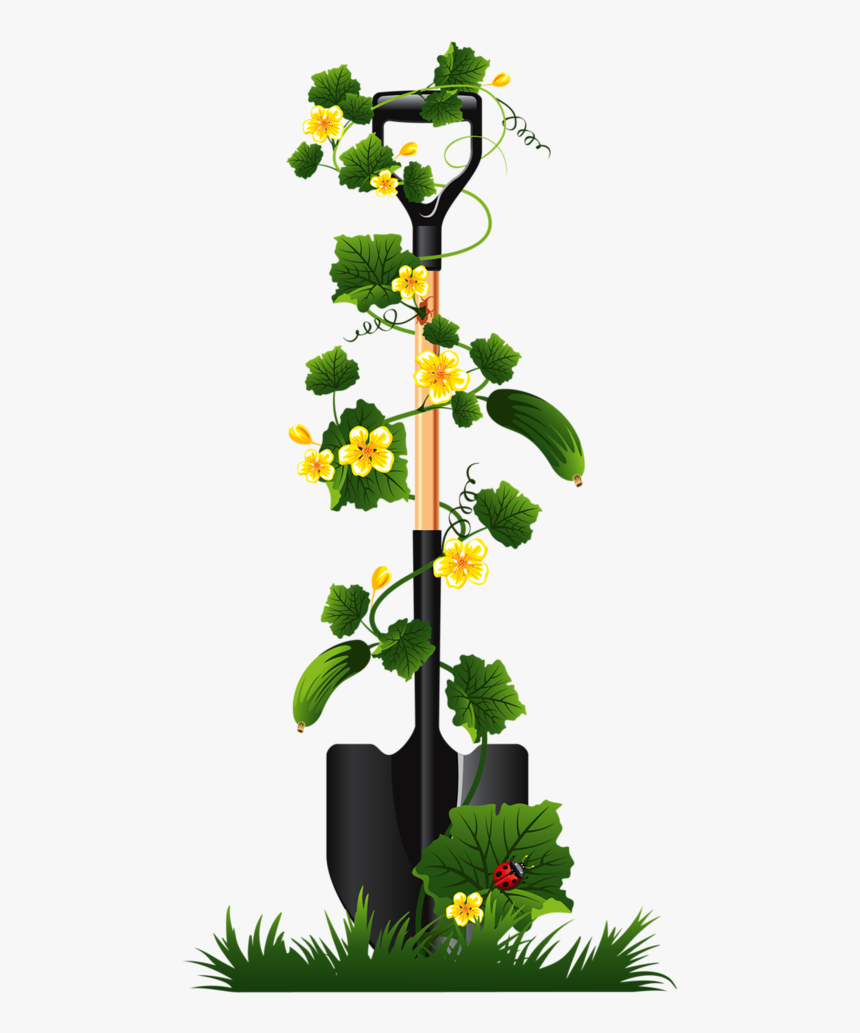 Image Library Library Gardener Clipart Plant Seedling - Cucumber Plant Png, Transparent Png