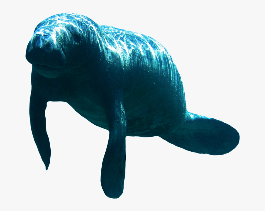 Transparent Background Manatee Clipart, HD Png Download