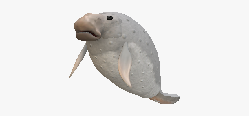 Marine Mammal, HD Png Download