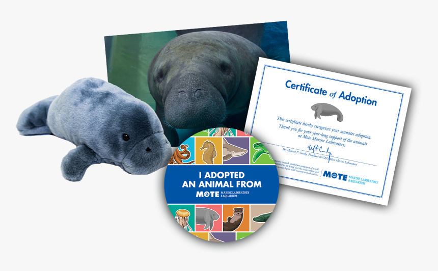 Items Included In Buddy Package - Adopt A Jellyfish Certificate, HD Png Download