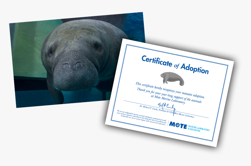 Items Included In E-pal Package - Muskox, HD Png Download