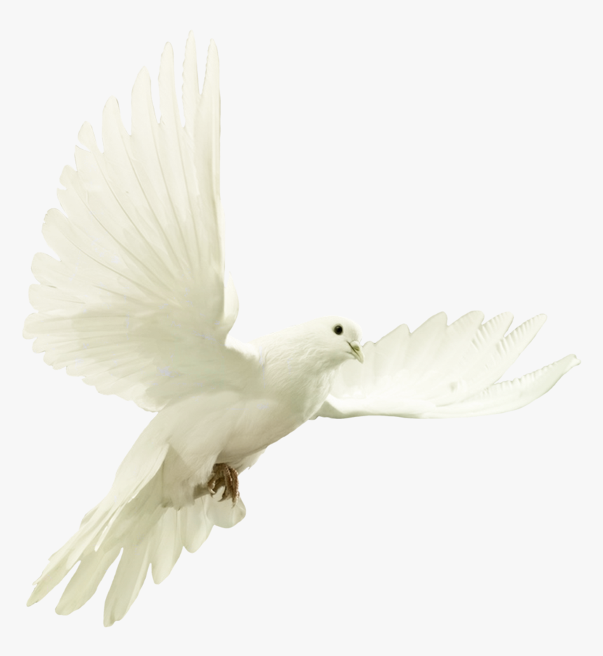 Transparent Dove - Star Of David And Doce, HD Png Download