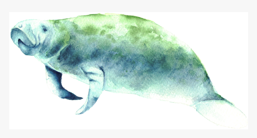 Shark, HD Png Download