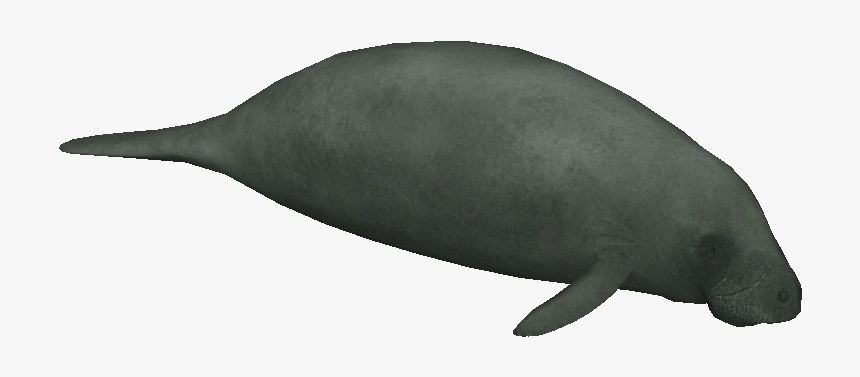 Africanmanatee - Dugong, HD Png Download