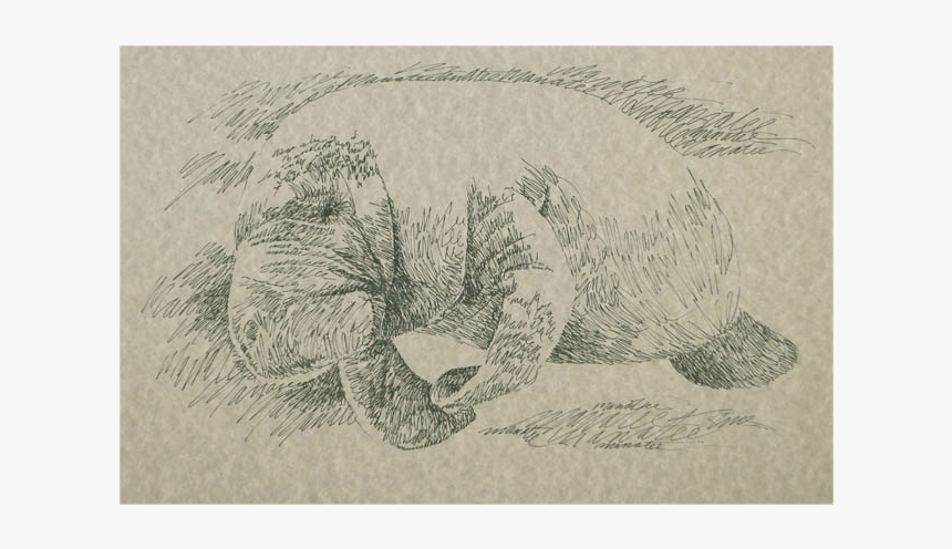 Sketch, HD Png Download