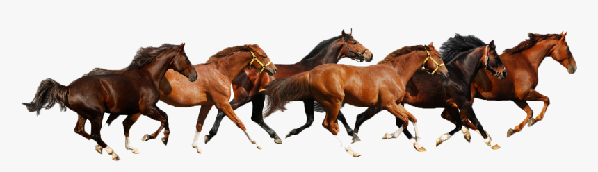Haflinger American Paint Horse American Miniature Horse - Horses Clipart Png, Transparent Png