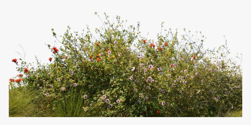 Grass Flowers Png, Transparent Png
