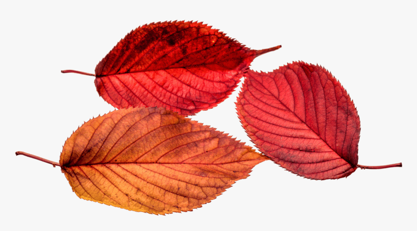 Autumn, Leaves, Leaf, Transparent, Fall Color, Colorful - Autumn Leaves Png, Png Download