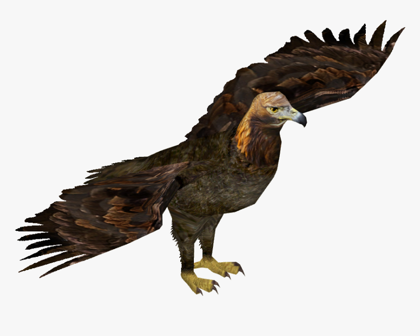 Eastern Imperial Eagle Png - Wedge Tailed Eagle Png, Transparent Png