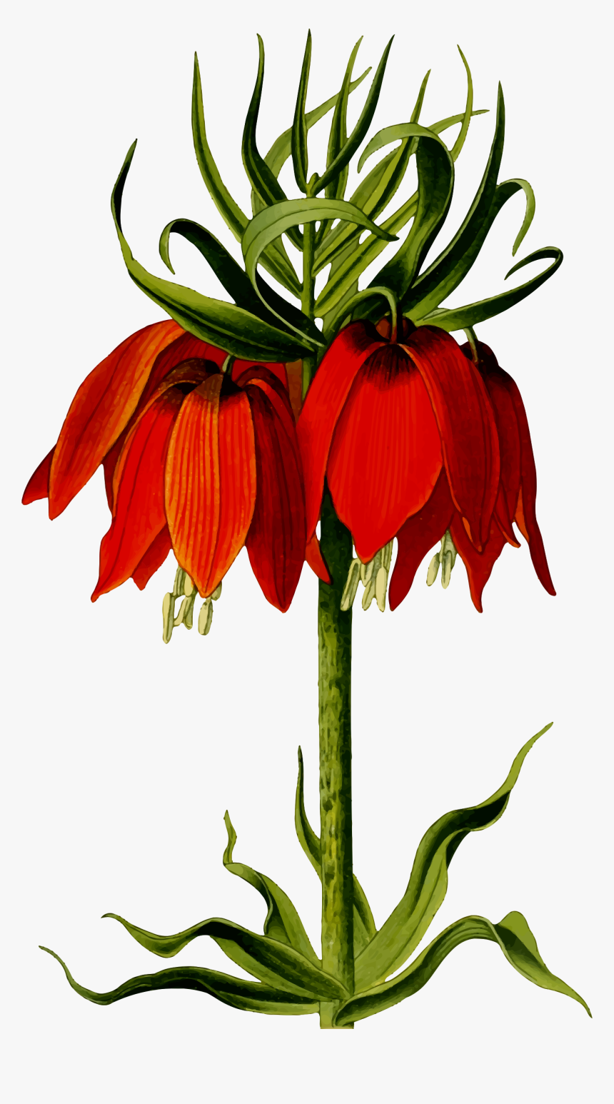 Crown Imperial Clip Arts - Crown Imperial Lily Drawing, HD Png Download