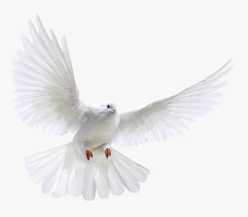 White Flying Pigeon Png Image - Nipsey Hussle Angel Wings, Transparent Png