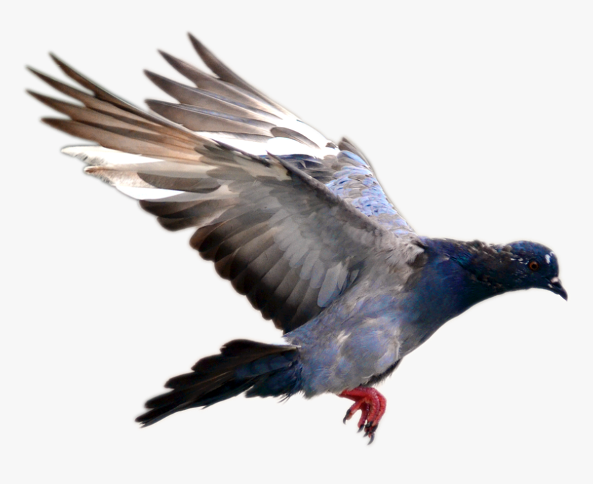 Flying Pigeon Png Image - Pigeon Bird Flying Png, Transparent Png