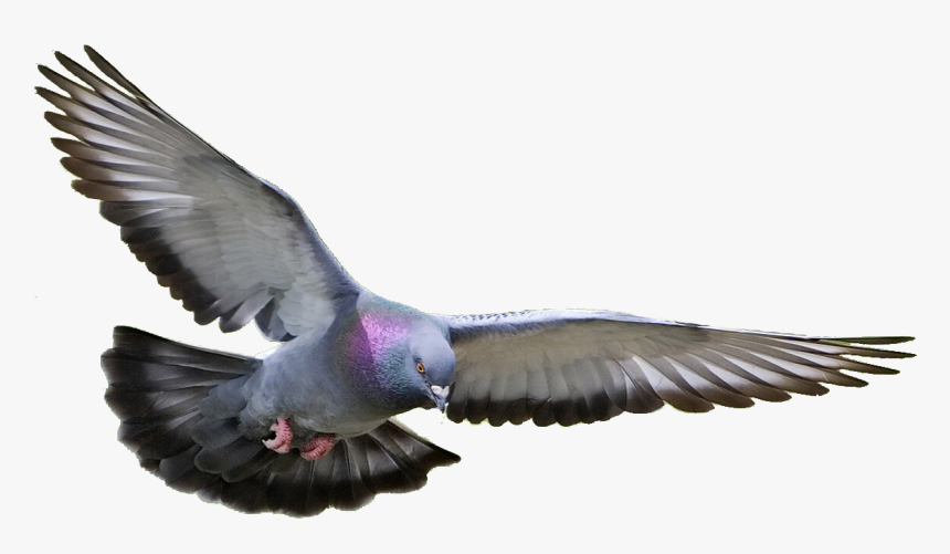 Transparent Background Flying Pigeon Png, Png Download