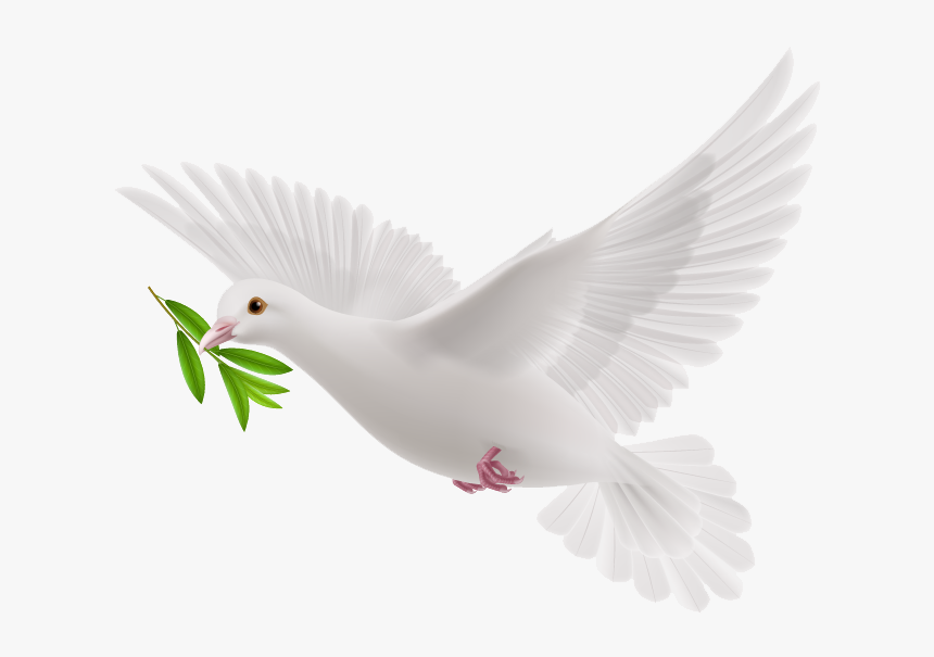 Transparent Flying Pigeon Png - White Flying Pigeon Png, Png Download