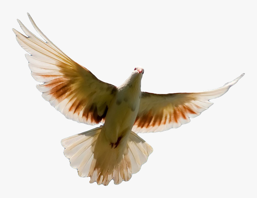 Pigeon Png Transparent Image - Pigeon Pic For Cover, Png Download