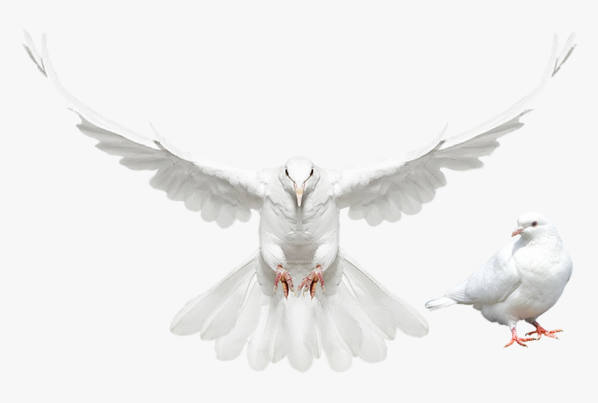 Dove Spreading Its Wings, HD Png Download