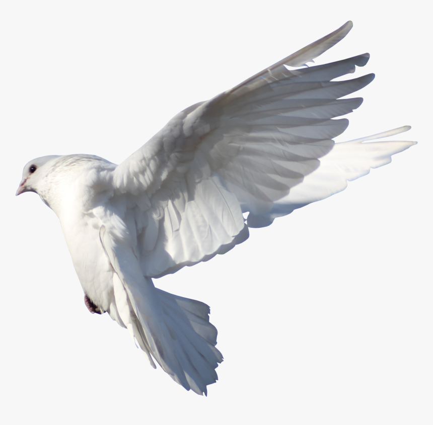 Rock Dove Columbidae Bird Flight - Typical Pigeons, HD Png Download